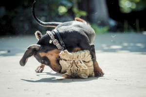 how to get along with roommates - dont fight like cats and dogs